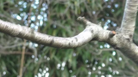 Goldfinch Bird Video stock 229757623