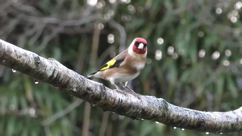 Goldfinch Bird Video stock 229757624