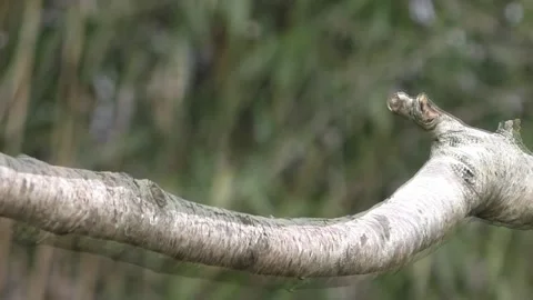 Goldfinch Bird Stock Footage 229757625