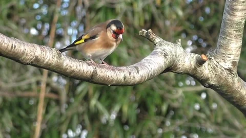 Goldfinch Bird Stock Footage 229757626