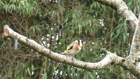 Goldfinch Bird Video stock 229757627