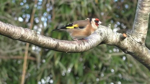 Goldfinch Bird Stock Footage 229757628