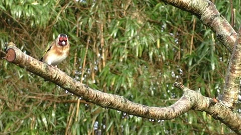 Goldfinch Bird Stock Footage 229757629