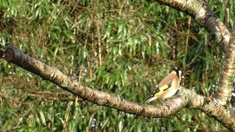 Goldfinch Bird Stock Footage 229757630