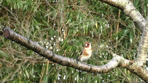 Goldfinch Bird Video stock 229757635