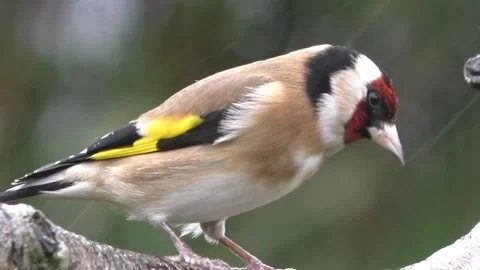 Goldfinch Bird Stock Footage 229757637