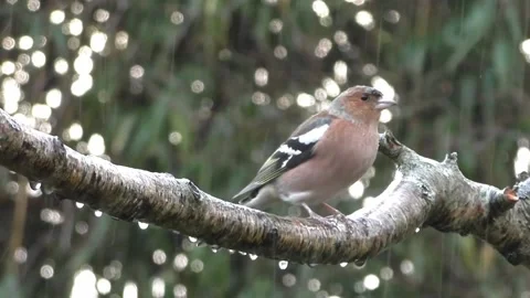 Goldfinch Bird Video stock 229757639