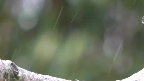 Goldfinch Bird Video stock 229757640