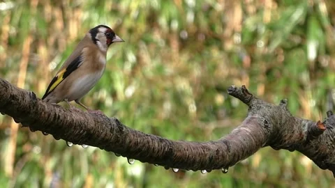 Goldfinch Bird Stock Footage 229757641