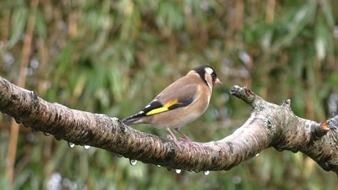 Goldfinch Bird Stock Footage 229757643