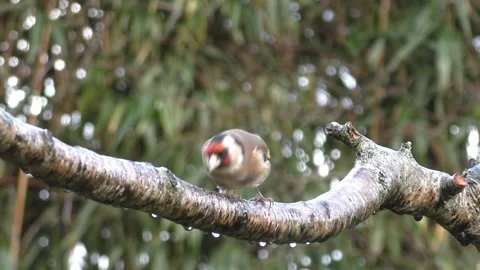 Goldfinch Bird Stock Footage 229757644