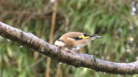 Goldfinch Bird 스톡 동영상 229757646