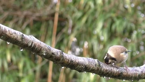 Goldfinch Bird Stock Footage 229757647