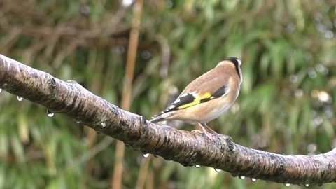 Goldfinch Bird Video stock 229757648