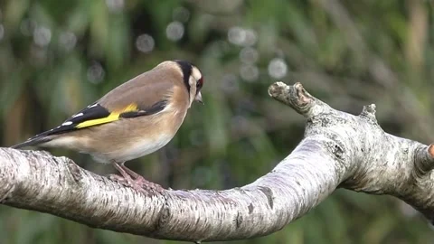 Goldfinch Bird Stock Footage 229757650