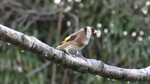 Goldfinch Bird Stock Footage 229757651