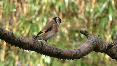 Goldfinch Bird Stock Footage 229757653