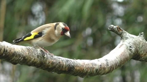 Goldfinch Bird Stock Footage 229757654