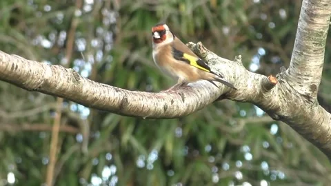 Goldfinch Bird Stock Footage 229757655