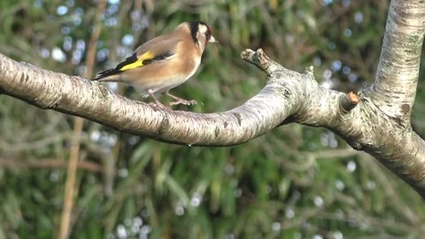 Goldfinch Bird Stock Footage 229757656