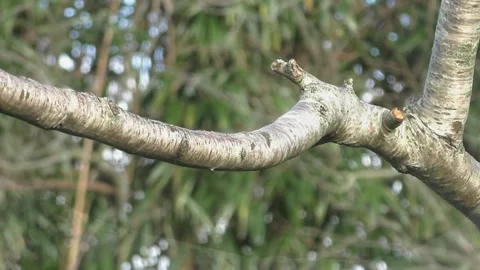 Goldfinch Bird Stock Footage 229757659