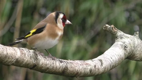 Goldfinch Bird Stock Footage 229757661