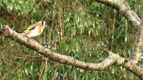 Goldfinch Bird Stock Footage 229757663