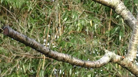 Goldfinch Bird Stock Footage 229757665