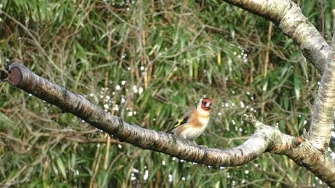 Goldfinch Bird Stock Footage 229757667