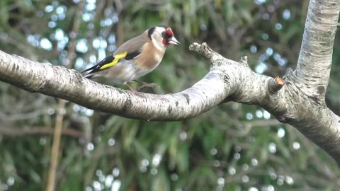 Goldfinch Bird Video stock 229757675