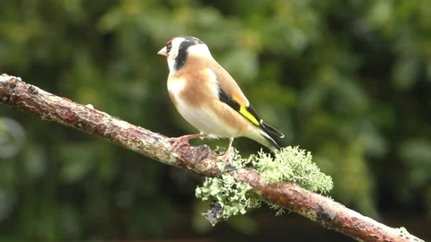 Goldfinch Bird Stock Footage 229757683
