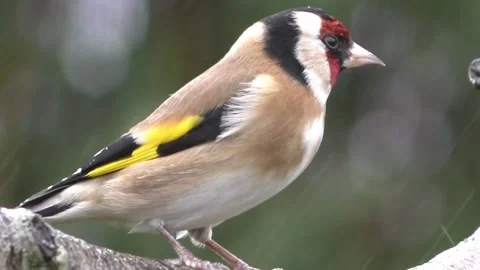 Goldfinch Bird Stock Footage 229757684