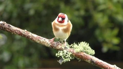 Goldfinch Bird Stock Footage 229757689