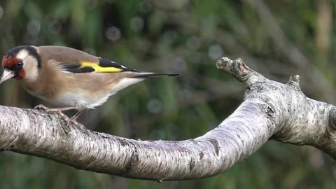 Goldfinch Bird Stock Footage 229757690