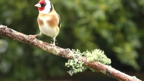 Goldfinch Bird Stock Footage 229757691
