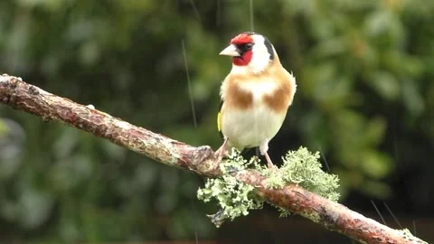 Goldfinch Bird Video stock 229757692