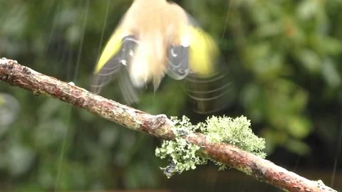 Goldfinch Bird Stock Footage 229757693