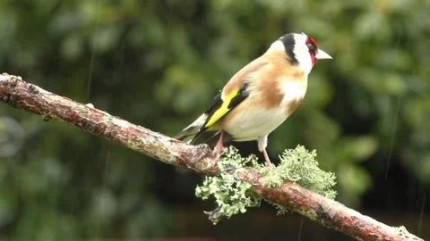 Goldfinch Bird Stock Footage 229757695
