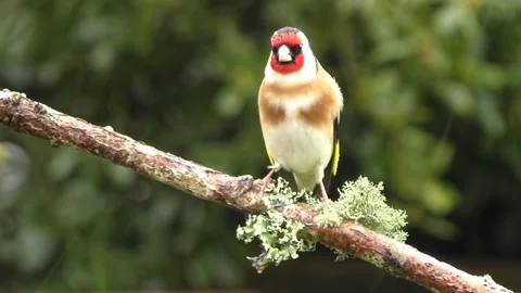 Goldfinch Bird Stock Footage 229757697