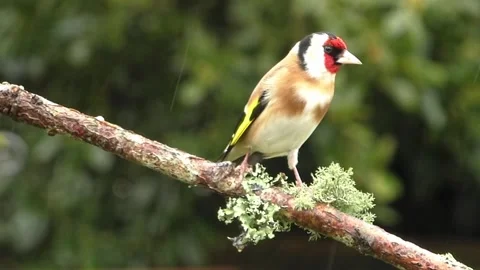 Goldfinch Bird Stock Footage 229757700