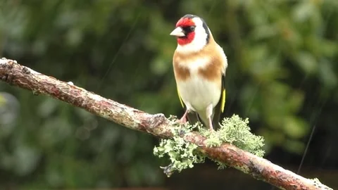 Goldfinch Bird 스톡 동영상 229757704