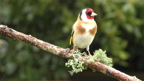 Goldfinch Bird Stock Footage 229757721