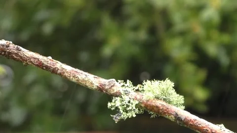 Goldfinch Bird Stock Footage 229757745