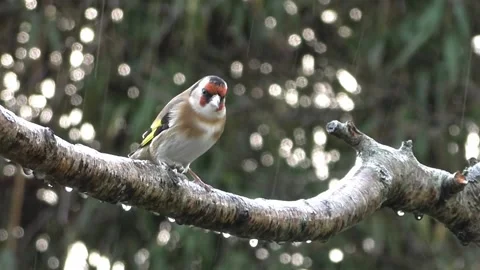 Goldfinch Bird Stock Footage 229757746