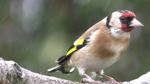 Goldfinch Bird Stock Footage 229757747