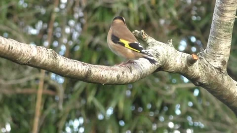 Goldfinch Bird Stock Footage 229757748