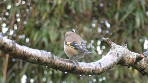 Goldfinch Bird Stock Footage 229757750