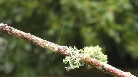 Goldfinch Bird Stock Footage 229757751