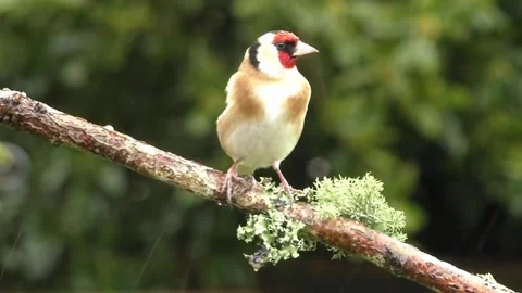 Goldfinch Bird Stock Footage 229757753