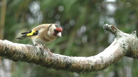 Goldfinch Bird Stock Footage 229757755